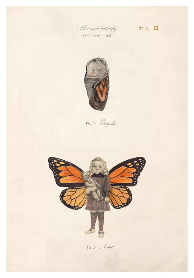 Monarch Metamorphosis” print – sandracaleffi Illustration